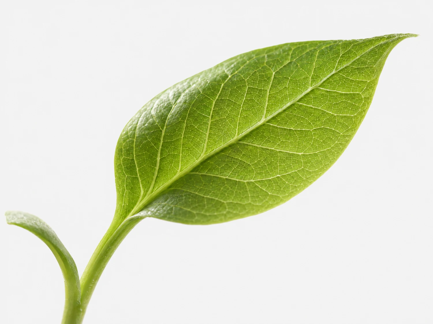 Botanical illustration of a young green leaf, representing indoor growing